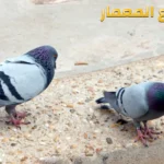 شركة مكافحة الحمام في دبي